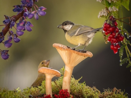 Little Bird - flowers, berries, mushroom, moss