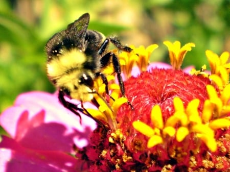 bee buzz - flower, bloom, bright, bee, macro