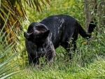 Black panther