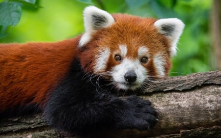 Red panda - animal, cute, red panda, green