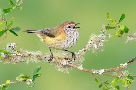 Little Bird - bird, australia, branch, striated thornbill