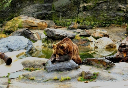 resting brown bear - brown, resting, animals, bear