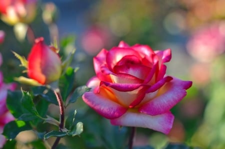 Beautiful pink rose - buds, fragrance, summer, rose, pretty, beautiful, lovely garden, pink, petals, scent, flower