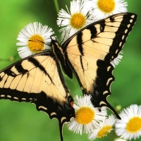 Tiger Butterfly