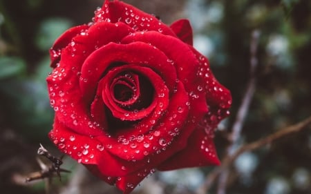 Drops on Red Beauty - flowers, nature, dew, macro, drops, petals