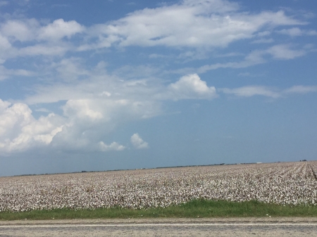 Texas Cotton Field