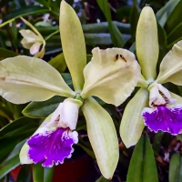 Purple Orchids Blooming