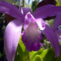 Beautiful Purple Orchid