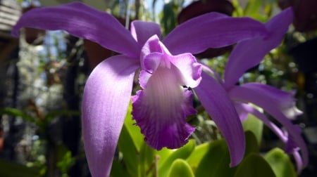 Beautiful Purple Orchid - flowers, purple, orchids, nature