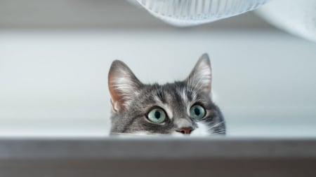 PEEK A BOO - hiding, love, cat, fluffy, pet, Firefox Persona theme, kitten, feline, cute, kitty