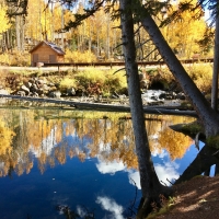 Fallen Tree in Mirror Lake, Colorado