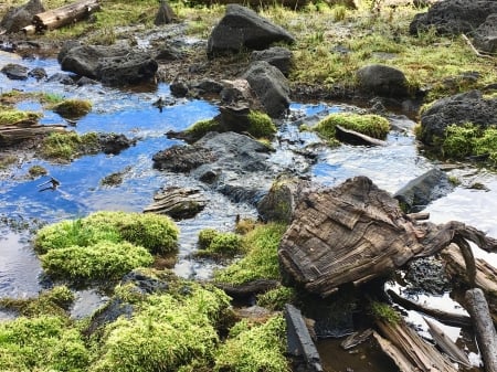 Mossy Brook in Colorado - nature, streams, brooks, colorado, moss, rocks