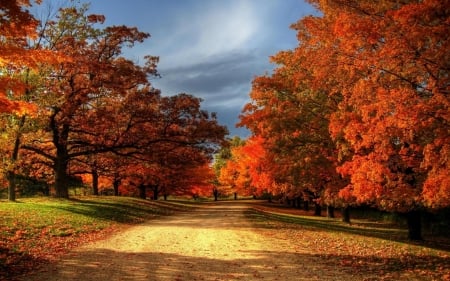 Autumn Forest Fall Leaves - nature, sky, autumn, fall, trees, forest, leaves