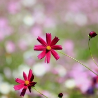 dark pink cosmos