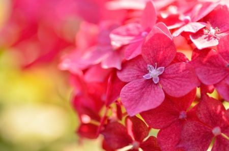 Hydrangea - hydrangea, summer, flower, pink