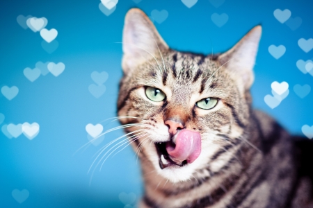 Cat - bokeh, tongue, cat, heart, animal, pisica