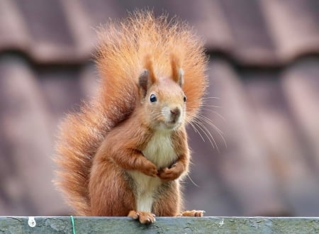 Squirrel - veverita, squirrel, red, animal, orange, cute