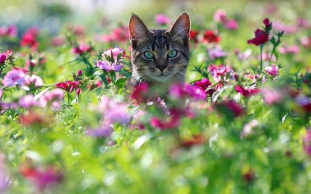 Cat - animal, flower, Cat, kitten