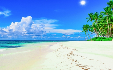 Beach - beach, sky, tree, nature