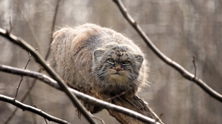 Pallas Cat - Animal, nature, Cat, Pallas