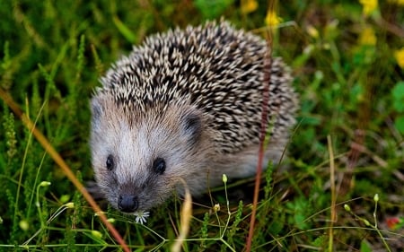 Hedgehog - cute, animal, thorn, Hedgehog