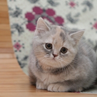 Kitty