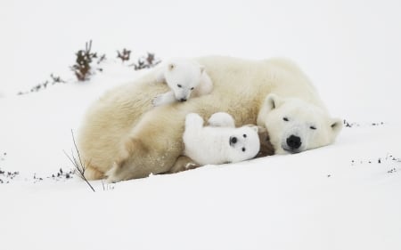 Polar bear - animal, white, polar, bear