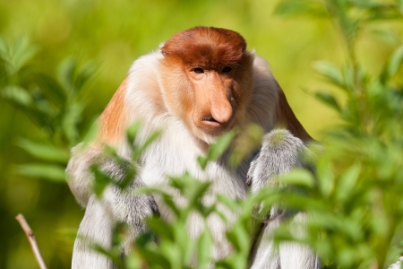 Proboscis monkey - nose, proboscis, monkey, animal