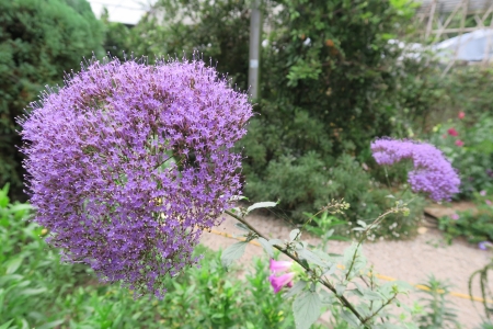 Lovely flower - pretty, flower, nature, purple