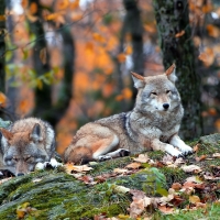 Wolves on Autumn Forest