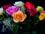 Multicolored Roses