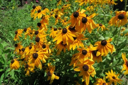 Beautiful flowers - flower, orange, bright, beautiful