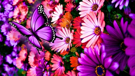 Purple Beauties - summer, garden, butterfly, flowers, daisies, floral, firefox persona theme, autumn