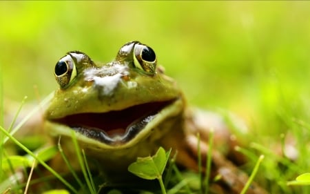 Prince Charming Waiting for his Kiss - frogs, outdoors, humour, eyes