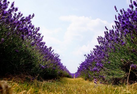 Path through Lavender Field