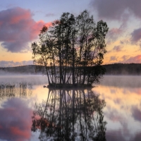 Trees in the Middle of the Misty Lake