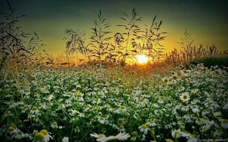 Summer Wildflowers Field at Sunset - nature, summer, field, flowers, sunset, grass, wildflowers