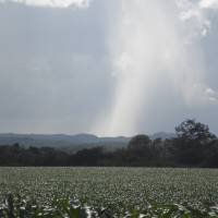 Corn Field