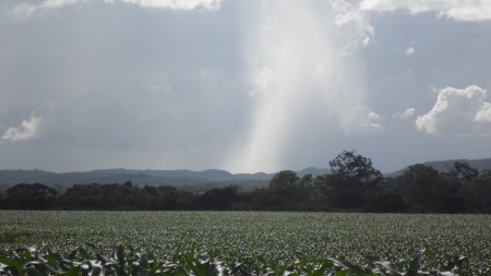 Corn Field - Field, Green, Belize, Calm, Afternoon