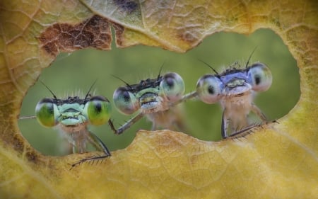 Hello! - yellow, funny, eyes, insect, trio, leaf