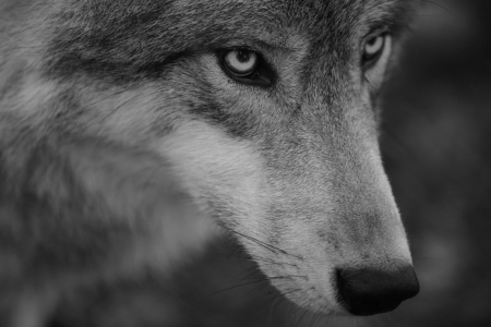 Wolf - black, lup, white, animal, wolf, bw, eyes