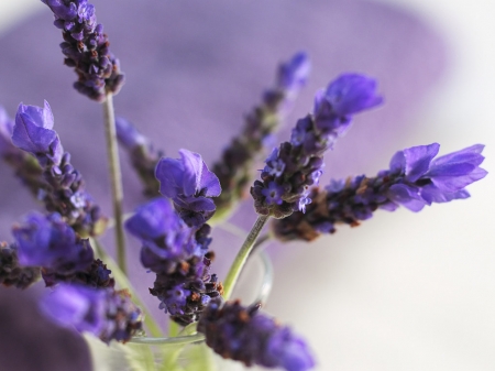 purple lavender - nature, purple, flowers, lavender