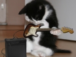 cute musical kitty