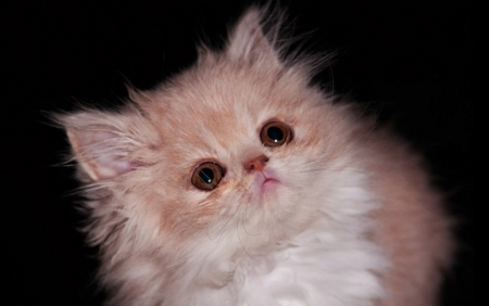 cute little fluffy kitten - fluffy, cats, animals, cute, kitten, little