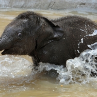 Baby enjoys a cooling bath