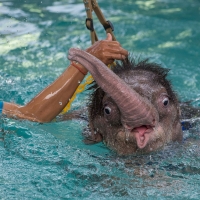 Baby elephant hydrotherapy