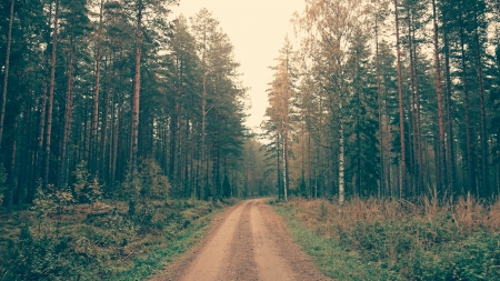 DIRT TRAIL - dirt road, forest, trail, trees