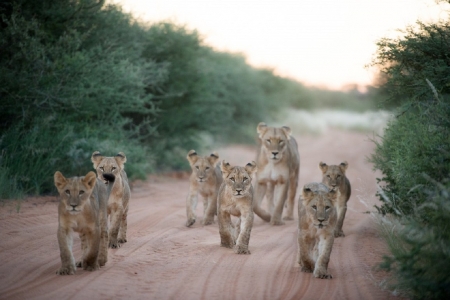 Mother and kids off for a walk - cubs, green bushes, lioness, dirt road