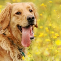 Happy golden retriever