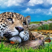 Cheetahs